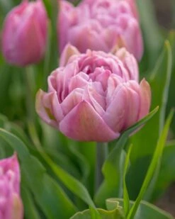 Tulip 'Katinka' -Plants And Flowers Shop tulip katinka 4