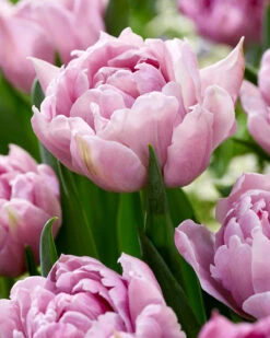 Tulip 'Katinka' -Plants And Flowers Shop tulip katinka 5