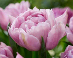 Tulip 'Katinka' -Plants And Flowers Shop tulip katinka 7