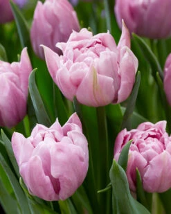 Tulip 'Katinka' -Plants And Flowers Shop tulip katinka 8