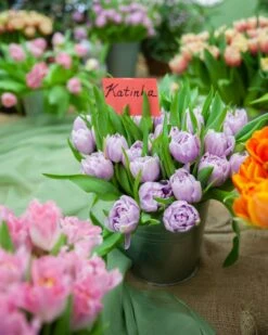 Tulip 'Katinka' -Plants And Flowers Shop tulip katinka 9