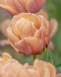 New Products 3 Tulip 'La Belle Époque'