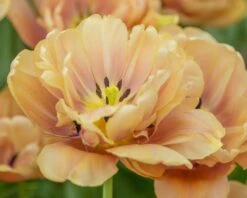 Tulip 'La Belle Époque' -Plants And Flowers Shop tulip la belle epoque 5