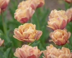 New Products -Plants And Flowers Shop tulip la belle epoque 7