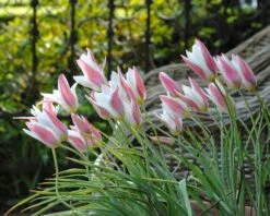 Tulip 'Lady Jane' -Plants And Flowers Shop tulip lady jane 2