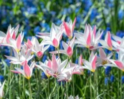 Tulip 'Lady Jane' -Plants And Flowers Shop tulip lady jane 3