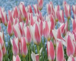 Tulip 'Lady Jane' -Plants And Flowers Shop tulip lady jane 4