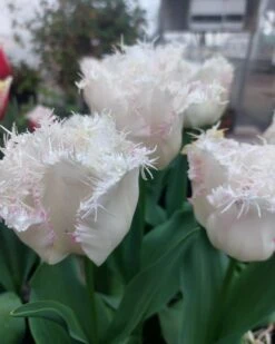 Tulip 'Lady Smile' -Plants And Flowers Shop tulip lady smile 1 b50a7c9d eee8 45f2 8bc4 6e8a6374d6f6