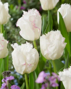 Tulip 'Lady Smile' -Plants And Flowers Shop tulip lady smile 2