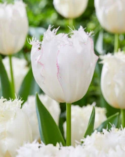 Tulip 'Lady Smile' -Plants And Flowers Shop tulip lady smile 4
