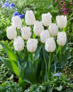Tulip 'Lady Smile' -Plants And Flowers Shop tulip lady smile 5