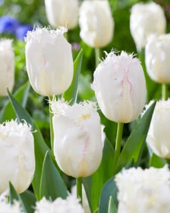 Tulip 'Lady Smile' -Plants And Flowers Shop tulip lady smile 6