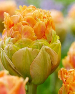 Tulip 'Le Lavandou' -Plants And Flowers Shop tulip le lavandou 1