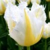 Tulip 'Lemon Beauty'