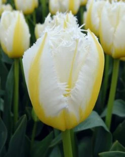 Tulip 'Lemon Beauty' 15 Tulip 'Lemon Beauty' -Plants And Flowers Shop tulip lemon beauty 01