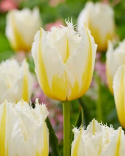 Tulip 'Lemon Beauty' 11 Tulip 'Lemon Beauty' -Plants And Flowers Shop tulip lemon beauty 2