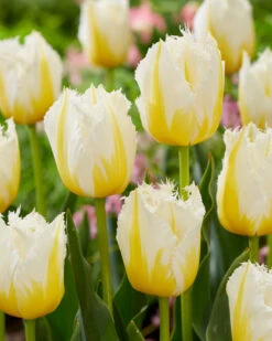 Tulip 'Lemon Beauty' 13 Tulip 'Lemon Beauty' -Plants And Flowers Shop tulip lemon beauty 3