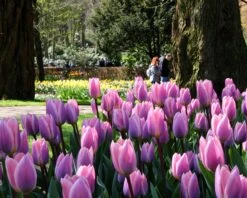 Tulip 'Light And Dreamy' -Plants And Flowers Shop tulip light and dreamy 4