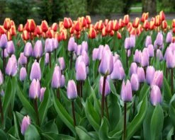 Tulip 'Light And Dreamy' -Plants And Flowers Shop tulip light and dreamy 5