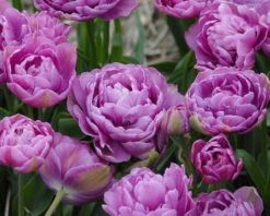 Tulip 'Lilac Perfection' 8 Tulip 'Lilac Perfection' -Plants And Flowers Shop tulip lilac perfection 2