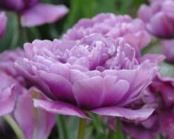 Tulip 'Lilac Perfection' 9 Tulip 'Lilac Perfection' -Plants And Flowers Shop tulip lilac perfection 3