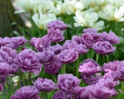 Tulip 'Lilac Perfection' 11 Tulip 'Lilac Perfection' -Plants And Flowers Shop tulip lilac perfection 4