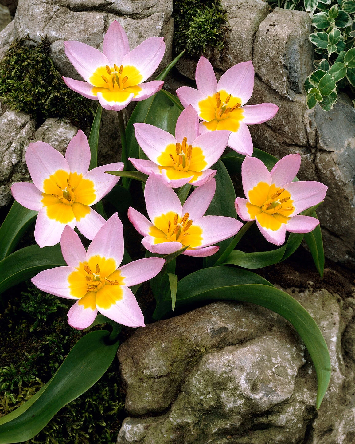 Tulip 'Lilac Wonder' 2 Tulip 'Lilac Wonder' - Image 2