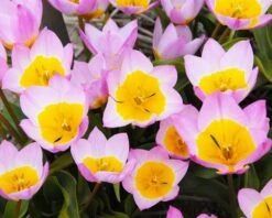 Tulip 'Lilac Wonder' 13 Tulip 'Lilac Wonder' -Plants And Flowers Shop tulip lilac wonder 4