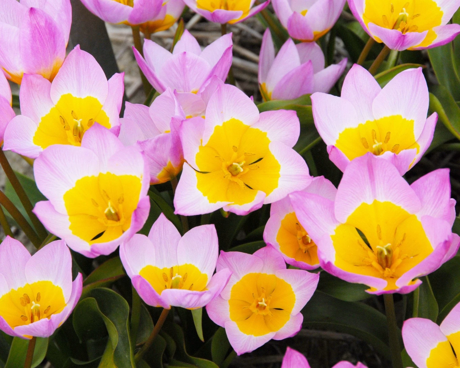 Tulip 'Lilac Wonder' 7 Tulip 'Lilac Wonder' - Image 7