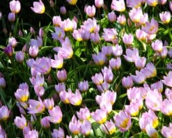 Tulip 'Lilac Wonder' 9 Tulip 'Lilac Wonder' -Plants And Flowers Shop tulip lilca wonder 5