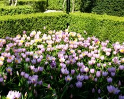 Tulip 'Lilac Wonder' 12 Tulip 'Lilac Wonder' -Plants And Flowers Shop tulip lilca wonder 6