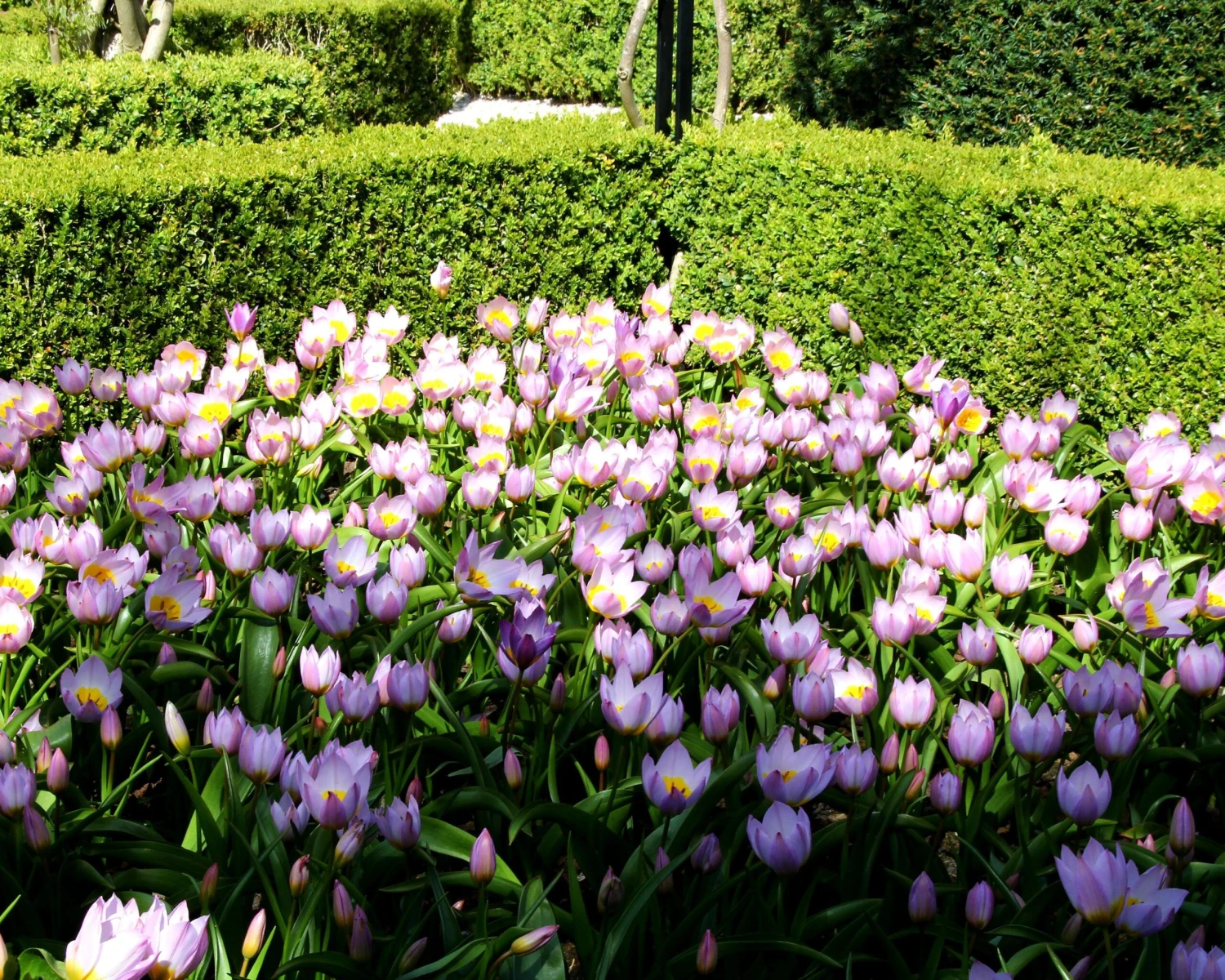 Tulip 'Lilac Wonder' 6 Tulip 'Lilac Wonder' - Image 6