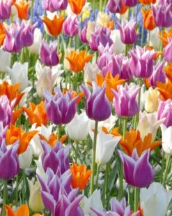 Tulip 'Lily-Flowering Mixed'