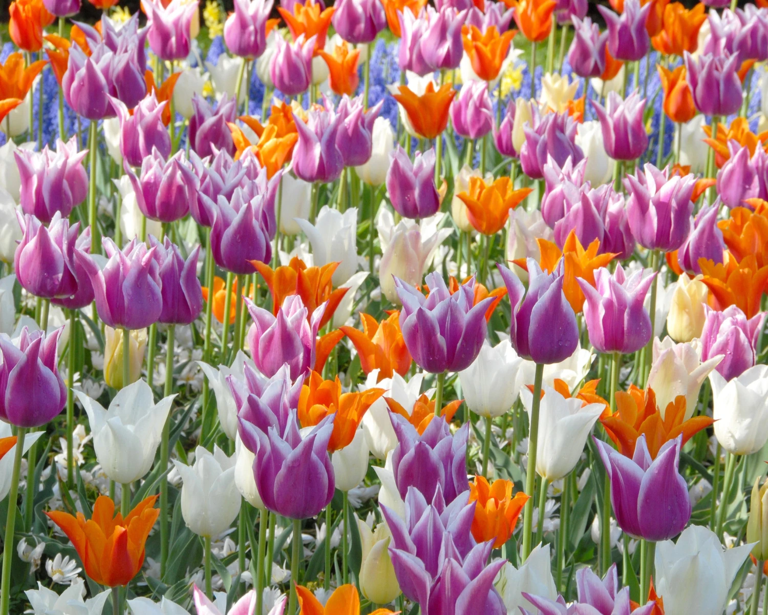 Tulip 'Lily-Flowering Mixed' 2 Tulip 'Lily-Flowering Mixed' - Image 2