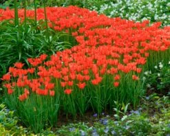 Tulip Linifolia -Plants And Flowers Shop tulip linifolia 3