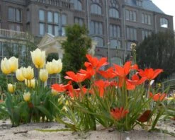 Tulip Linifolia -Plants And Flowers Shop tulip linifolia 4