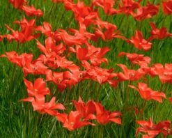 Tulip Linifolia -Plants And Flowers Shop tulip linifolia 5