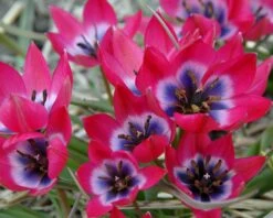 Tulip 'Little Beauty' -Plants And Flowers Shop tulip little beauty 00 4233253b 4869 40a9 8e1d 1c39b1daf78a