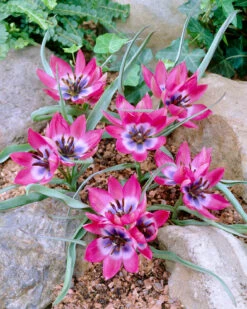 Tulip 'Little Beauty' -Plants And Flowers Shop tulip little beauty 01