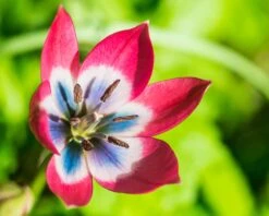 Tulip 'Little Beauty' -Plants And Flowers Shop tulip little beauty 1