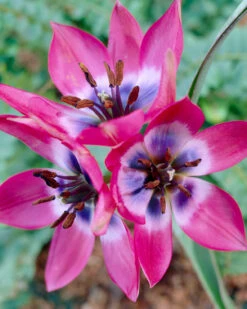 Tulip 'Little Beauty' -Plants And Flowers Shop tulip little beauty 10