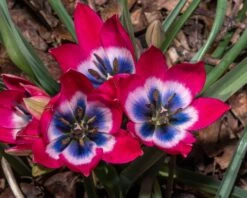 Tulip 'Little Beauty' -Plants And Flowers Shop tulip little beauty 4