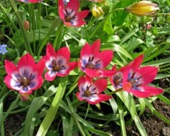 Tulip 'Little Beauty' -Plants And Flowers Shop tulip little beauty 6