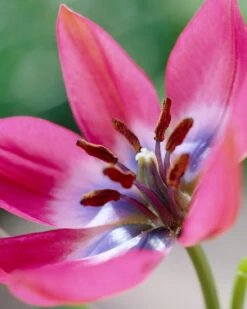 Tulip 'Little Beauty' -Plants And Flowers Shop tulip little beauty 7