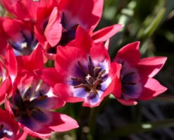 Tulip 'Little Beauty' -Plants And Flowers Shop tulip little beauty 8