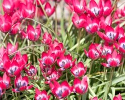 Tulip 'Little Beauty' -Plants And Flowers Shop tulip little beauty 9