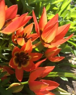 Tulip 'Little Princess' 29 Tulip 'Little Princess' -Plants And Flowers Shop tulip little princess 00