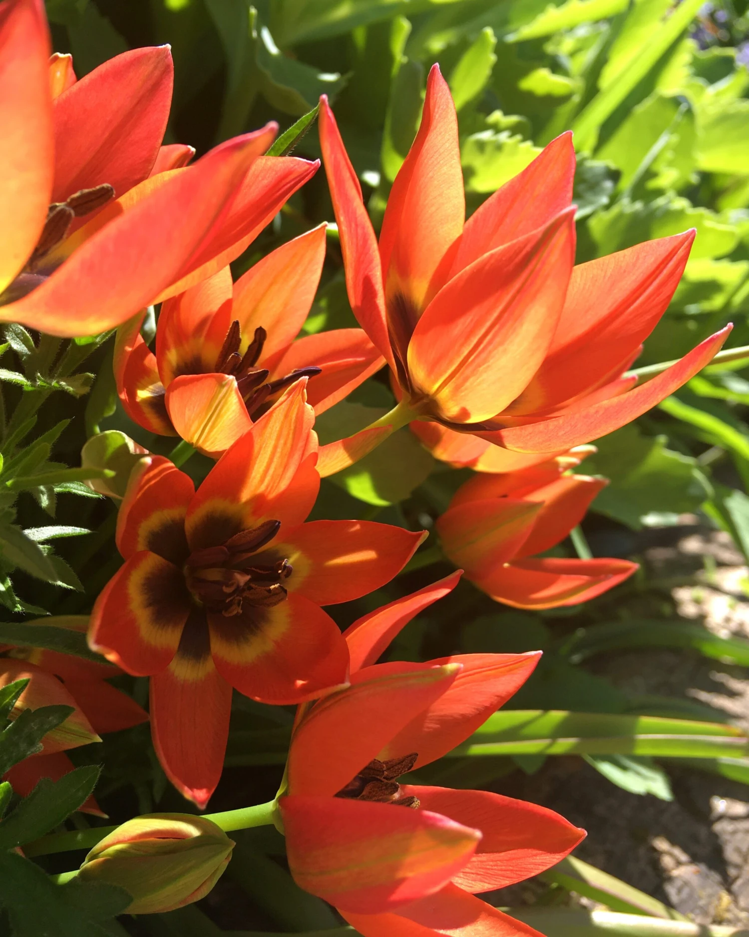 Tulip 'Little Princess' 14 Tulip 'Little Princess' - Image 14