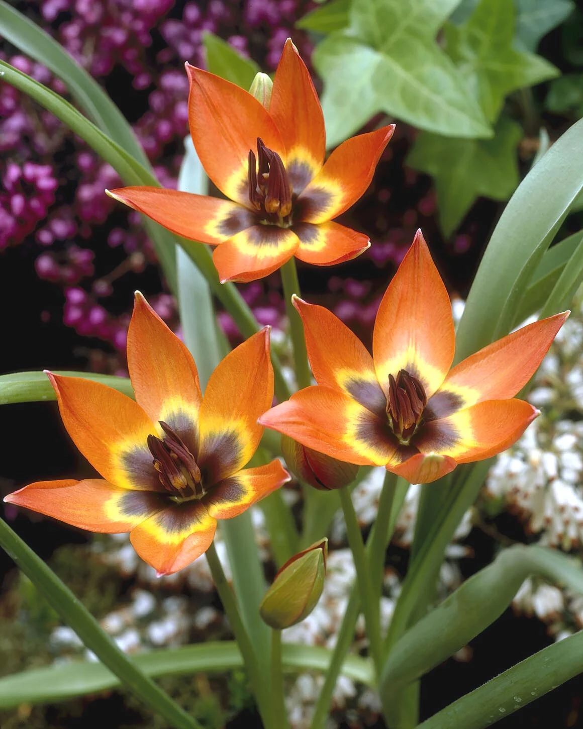 Tulip 'Little Princess' 1 Tulip 'Little Princess'