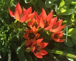 Tulip 'Little Princess' 27 Tulip 'Little Princess' -Plants And Flowers Shop tulip little princess 01